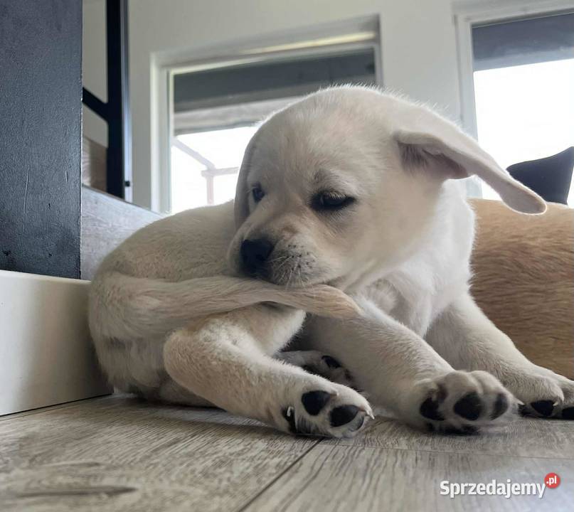 Labrador retriever ZKwPFCI suczka wolna chorób Toruń