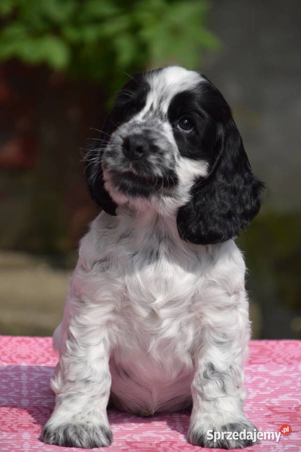 Cocker Spaniel Angielski Sczenięta FCI Nowy Sącz