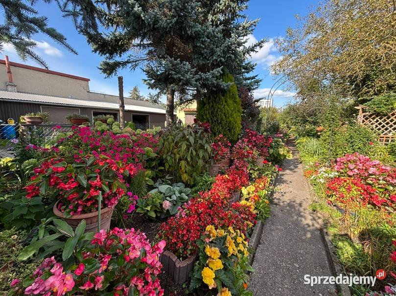 Dom z ogrodem 1 469 m w centrum Ostrowi Sprzedaż Ostrów Mazowiecka