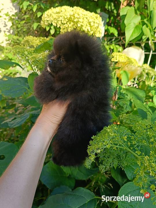 szpic miniaturowy pomeranian Tarnowskie Góry sprzedam