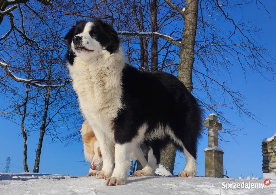 NUKA Rasowa Suczka BORDER COLLIE z Hodowli Iwonicz