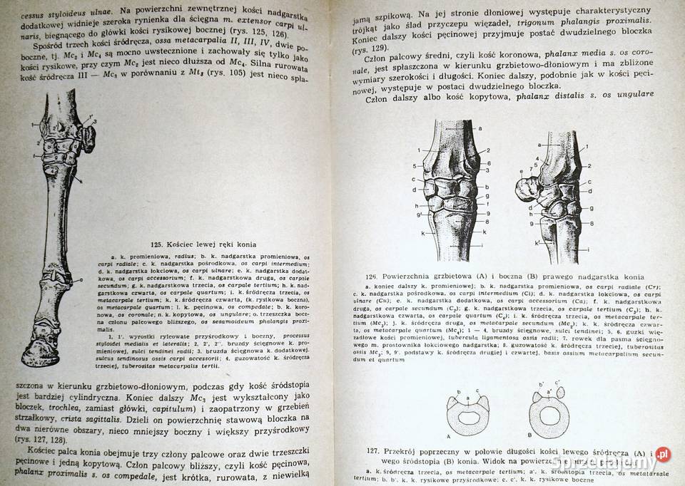 Anatomia zwierząt Tom 1 Kazimierz Krysiak Chełm