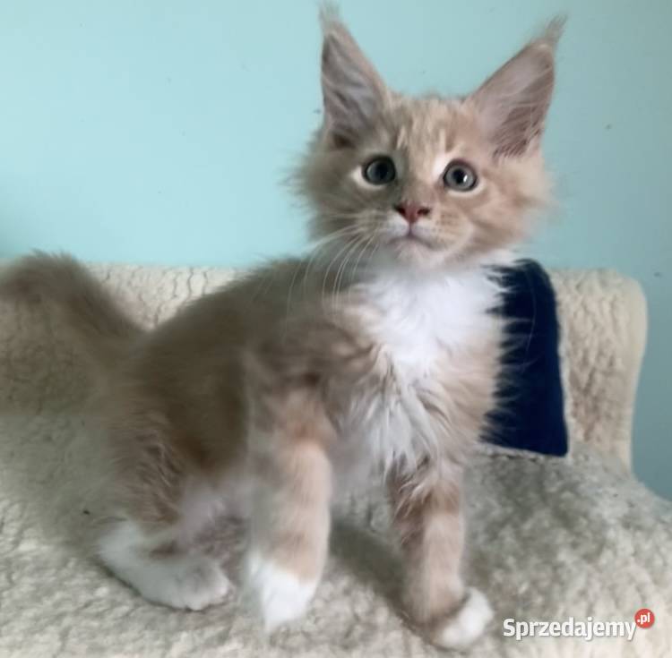 Maine Coon piękne kocury Dymny i rudo biały