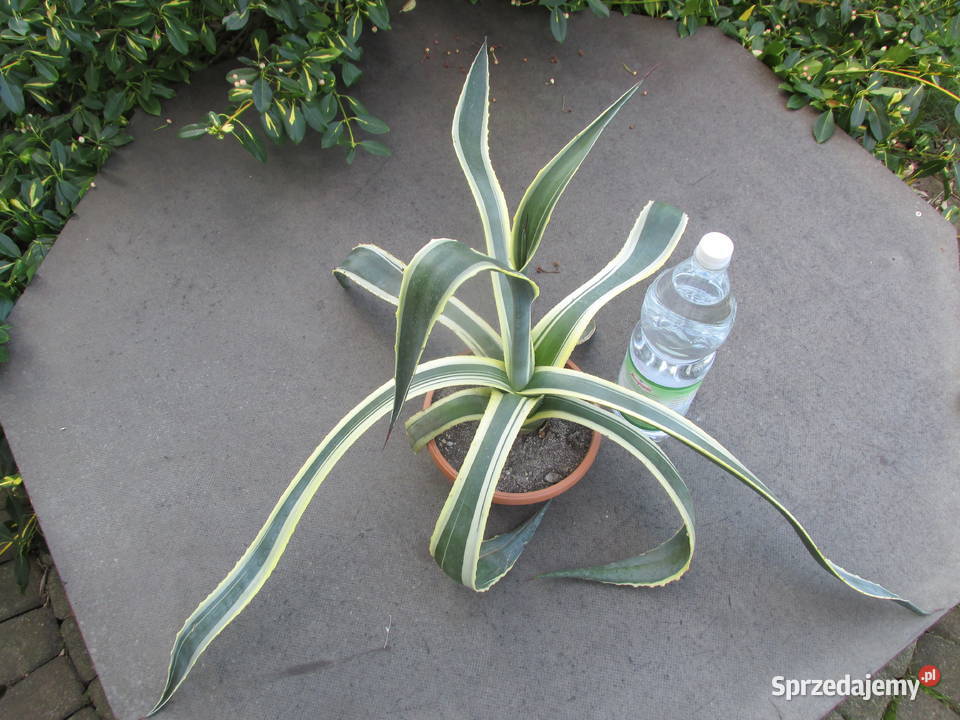 Odhodowana agawa z żółtymi brzegami agave Kraków sprzedam