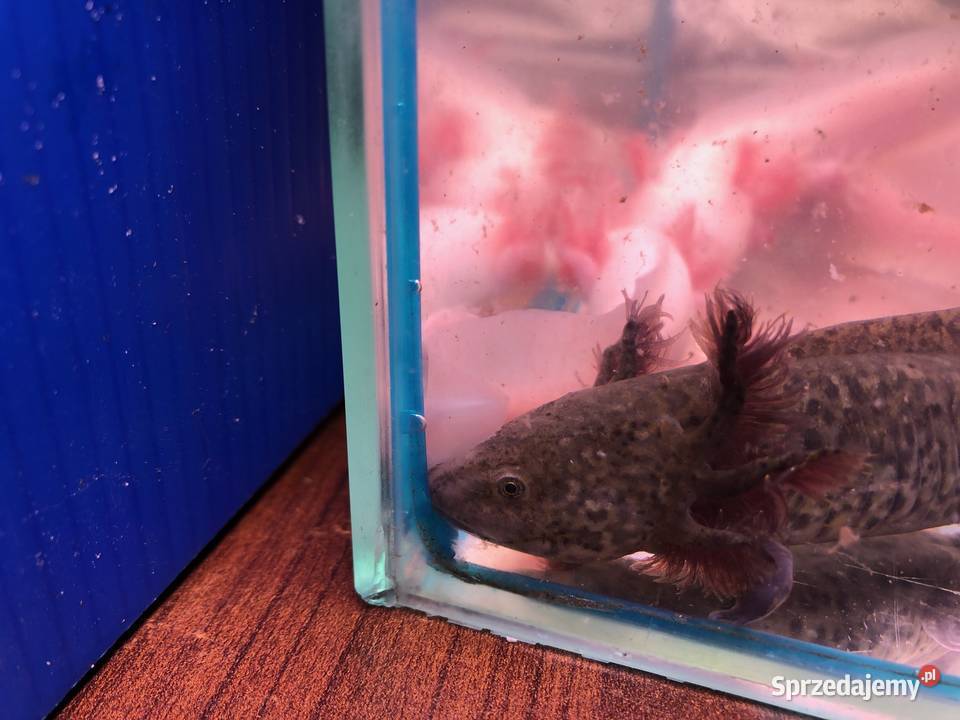 Aksolotl Ambysoma Mexicanum Salamandra łódzkie Andrespol sprzedam