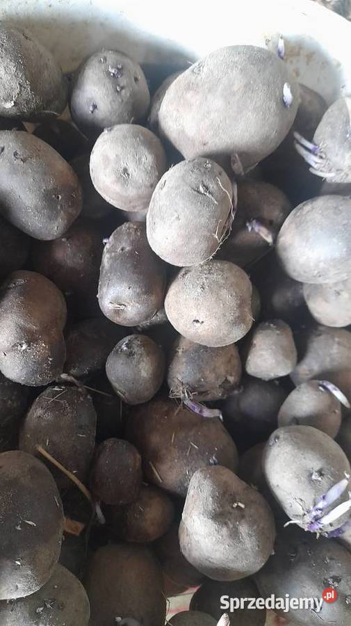 Sprzedam ziemniaki jadalne sadzeniaki paszowe podkarpackie Cmolas