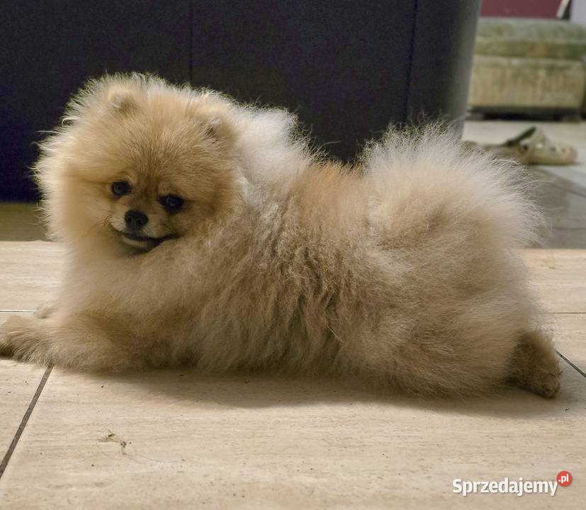 Pomeranian szpic miniaturowy zkwp FCI Piątkowisko