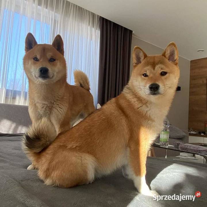 Szczeniak SHIBA INU RODOWÓD Rabka-Zdrój