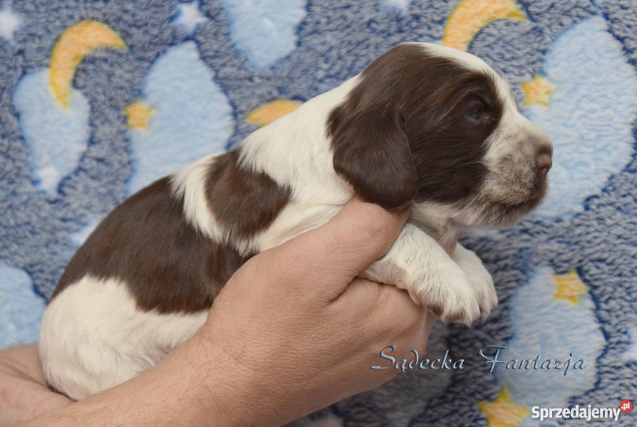 Cocker Spaniel Angielski Czekoladowe Dziewczynki Nowy Sącz sprzedam