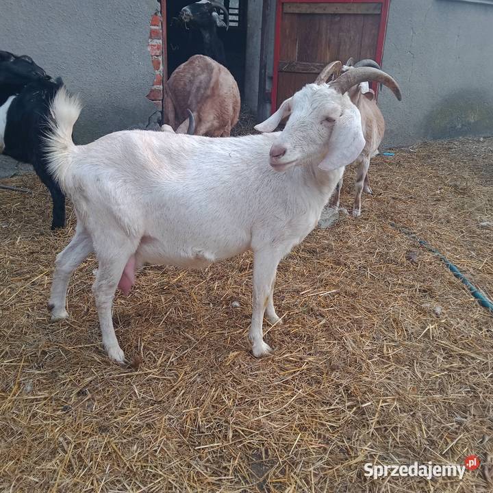 Sprzedam Koziołki i Kozy Anglonubijskie Zwoleń