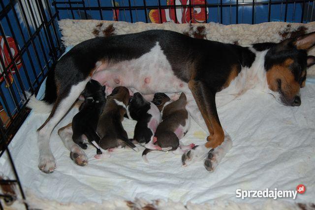 basenji szczenięta Gdańsk