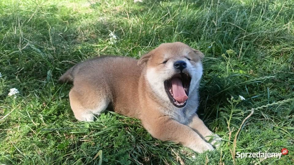 Rezerwacje na dwoje szczeniąt rasy Shiba Inu Pozostałe Bychawka Trzecia