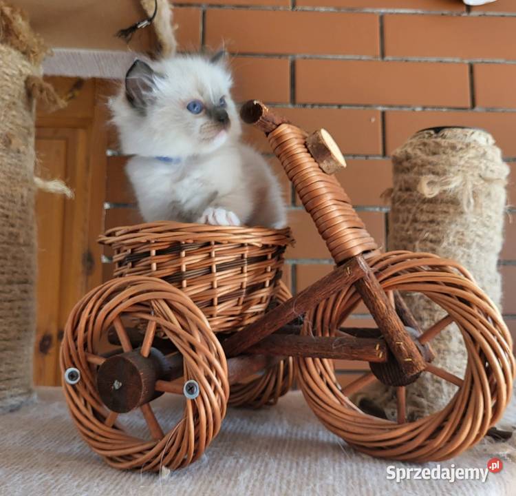 Ragdoll Ragdolle Ragdollowo Ragdoll Piorunówek