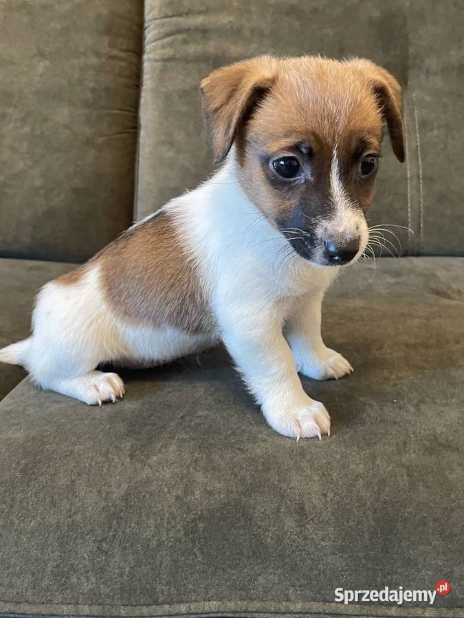 Jack Russell Terrier szczeniaczki Częstochowa