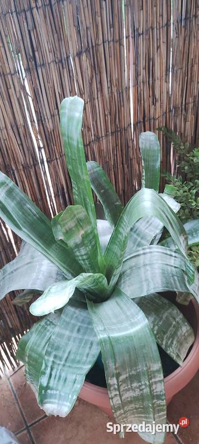 Kwiat ECHMEA wstęgowata Aechmea fasciata sprzedam