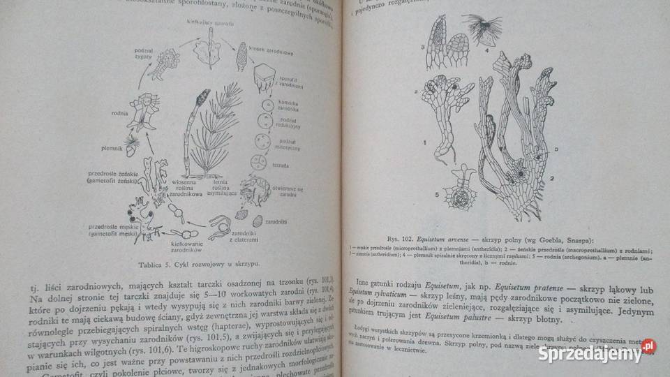 Zarys systematyki roślinSystematyka Kultura i Rozrywka łódzkie Łódź