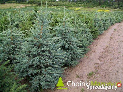 Choinki świąteczne świerka srebrnego 150170 Rośliny warmińsko-mazurskie Pasym sprzedam