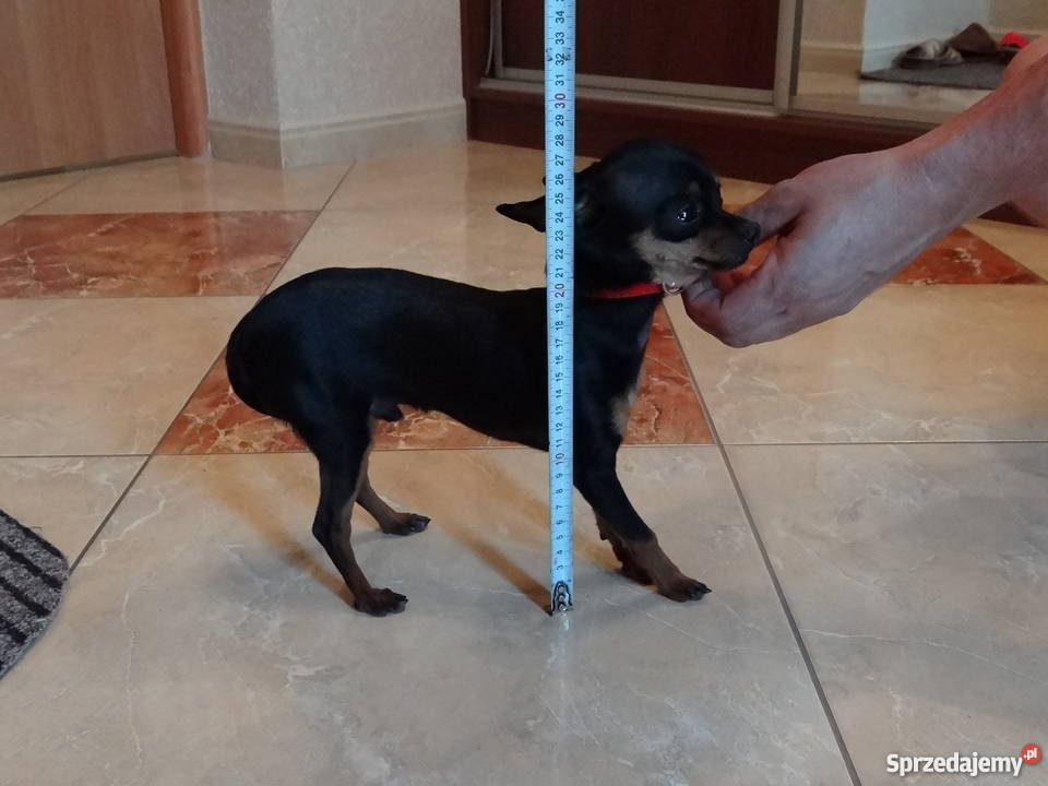 Ratlerek miniaturka krycie reproduktor oczekuje Wierzbica sprzedam