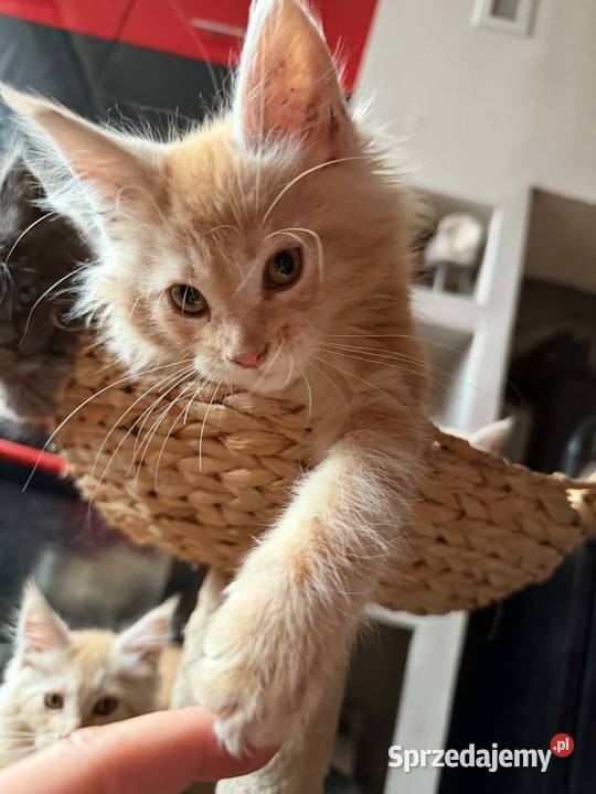 Maine Coon w maju odbiór maluszków Starogard Gdański