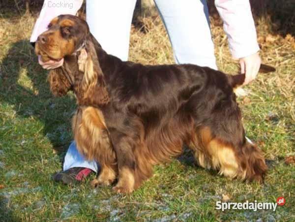 Cocker Spaniel AngielskiHodowla Kluczbork