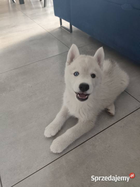 Suczka Siberian Husky różnooka Breń Osuchowski