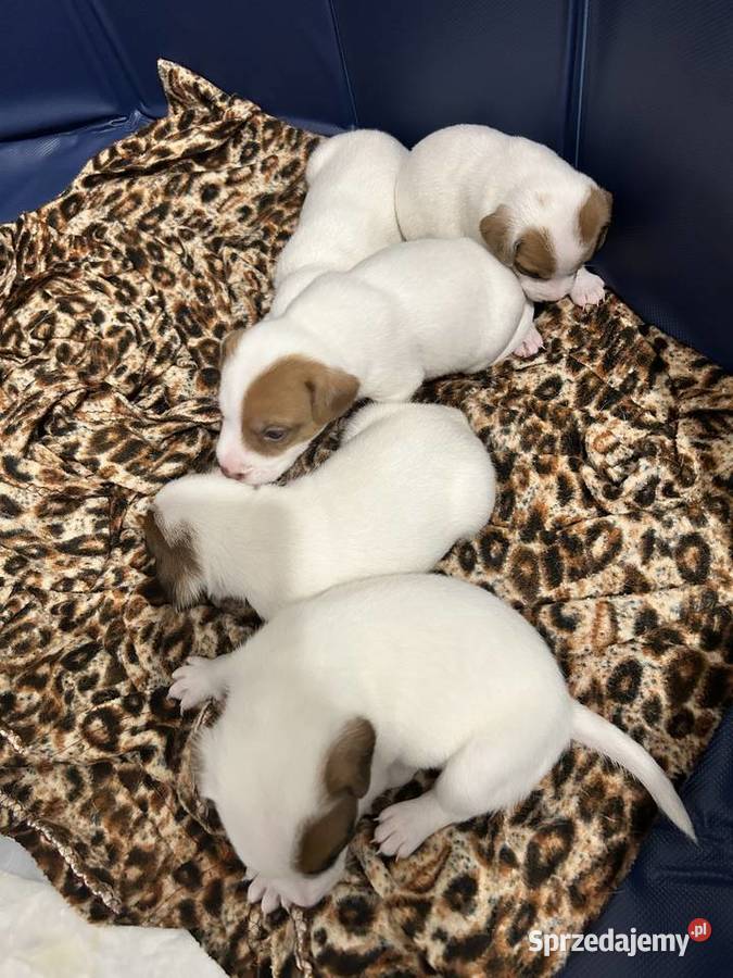 Szczenięta Parson Russell Terrier Gruszewnia