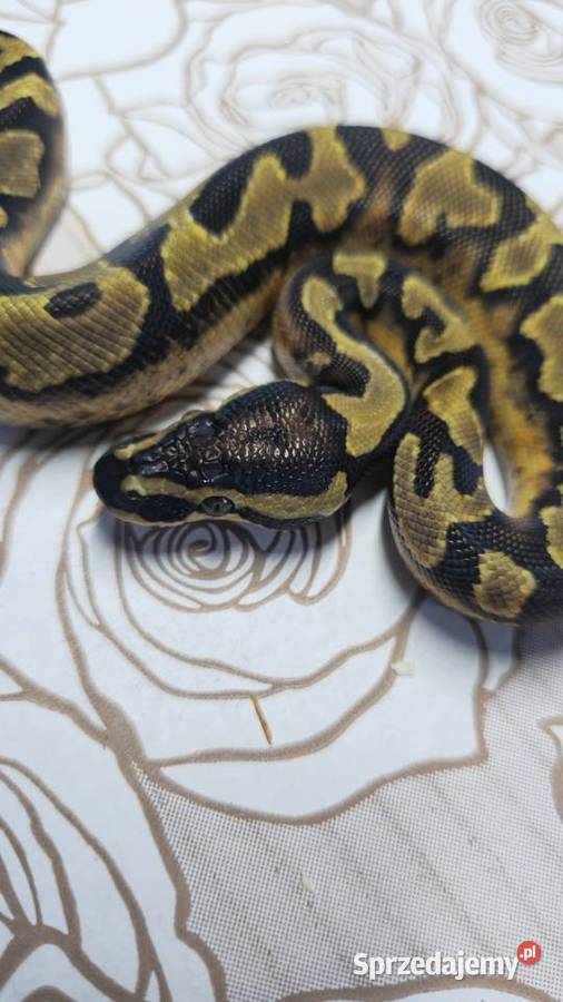 Wąż pyton królewski python regius samiec Gady i płazy Wrocław
