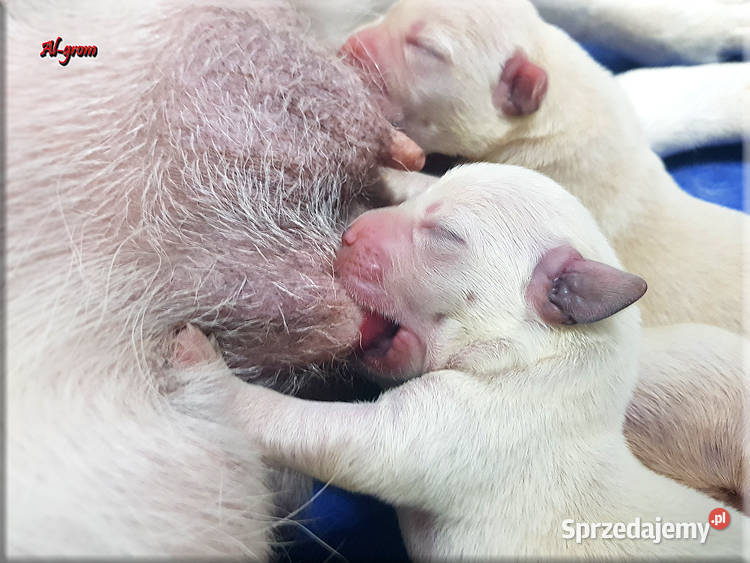 Labrador żółtebiszkoptowe szczenięta ZKWP FCI Psy Chynów sprzedam