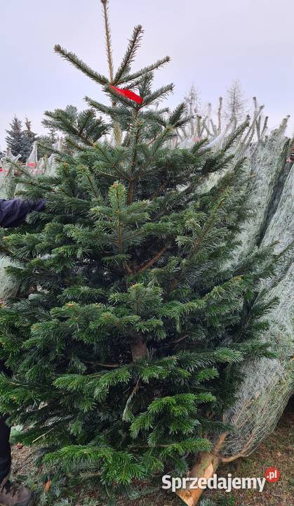 CHOINKA Jodła kaukaska cięta 180220 łódzkie Rydzyny