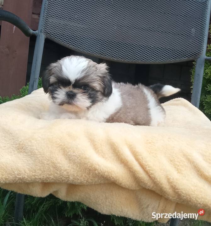 Chłopczyk Shihtzu tricolor z wielopokoleniowym Nowe Miasto Lubawskie