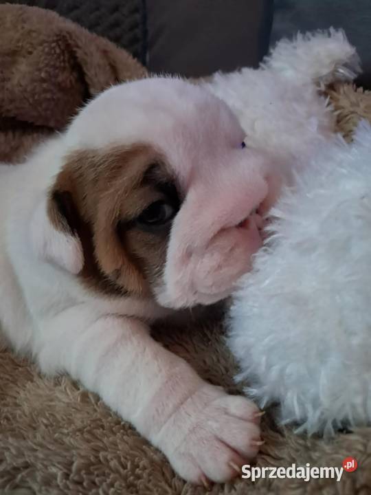 Buldog angielski Kielce