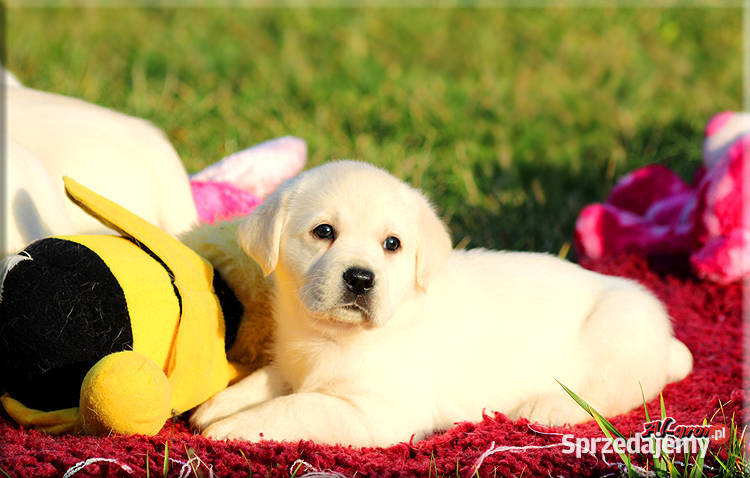 Żółtebiszkoptowe szczenięta rasy Labrador