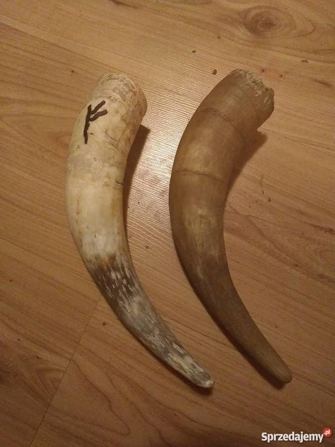 róg krowi 275 Mirsk