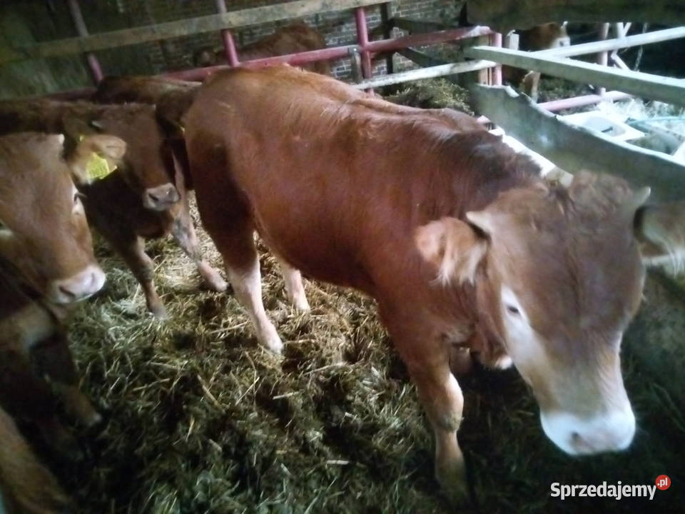 Sprzedam cieleta odsadki rasy LM lubelskie Turobin