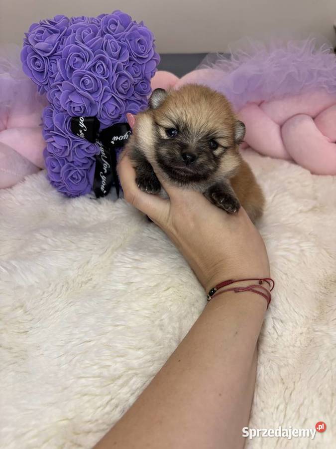 Suczka szpic miniaturowy pomeranian Orange