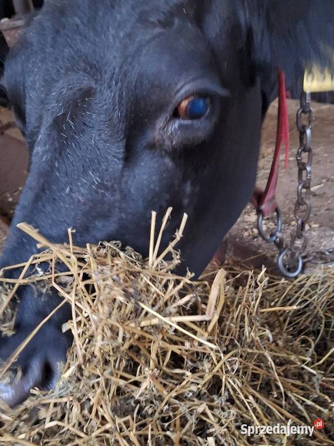Sprzedam krowę mleczną Myszyniec