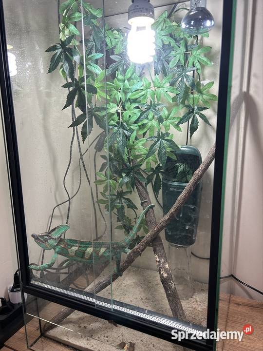 Kameleon jemeński z wyposażeniem Zwierzęta śląskie Siemianowice Śląskie sprzedam