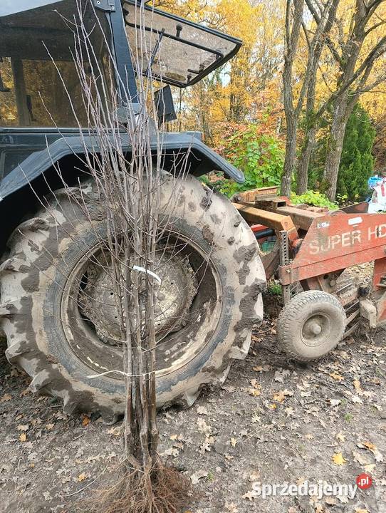 Sprzedam zdrowe silne sadzonki drzewek owocowych