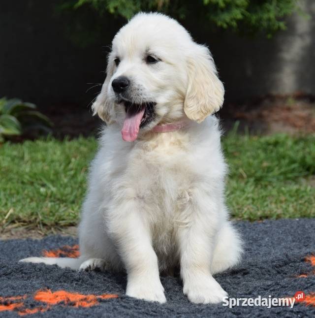 Golden Retriever szczenięta ZKWP FCI Łochów