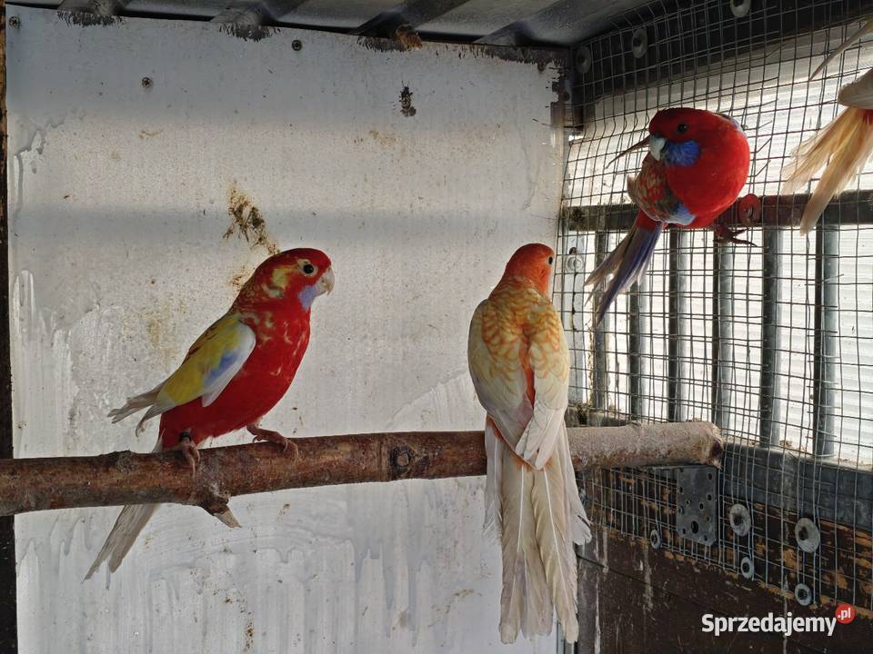 Rozelle krolewskie złoty pastel i Orange złoty wielkopolskie Kalisz sprzedam