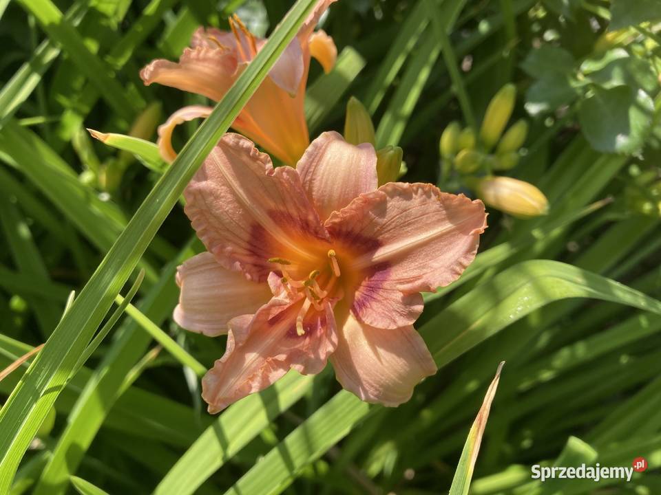 Liliowiec Mix Kolorów Lublin