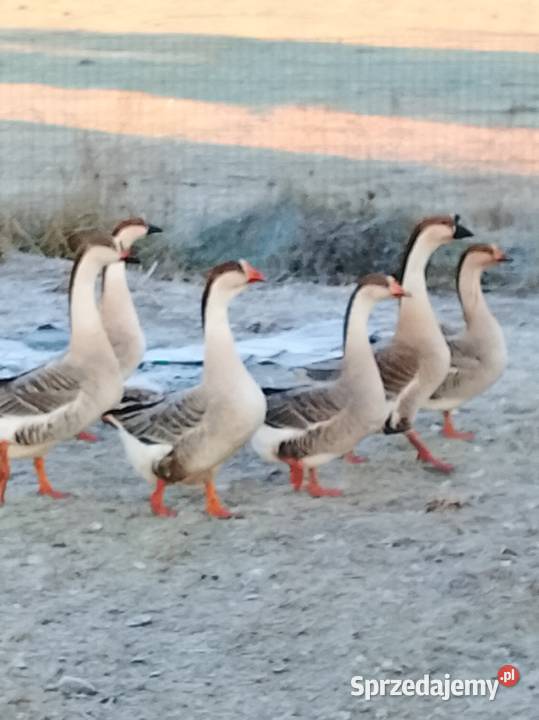 Gęsi landers i garbonosa