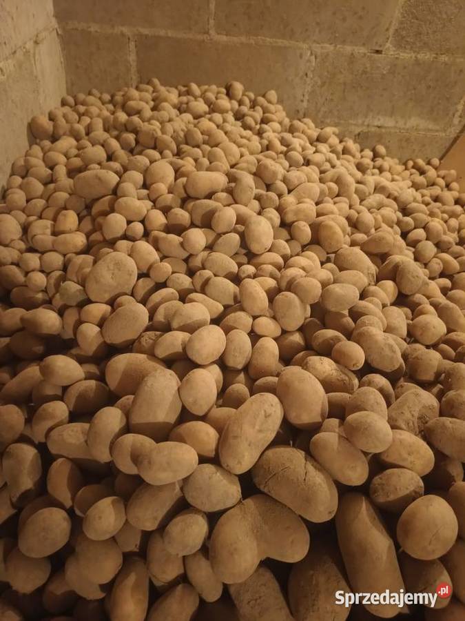 Sprzedam ziemniaki odpadowe Jangrot