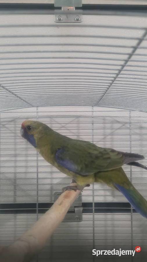 Papuga Rozella kaledońska Wieliczka sprzedam