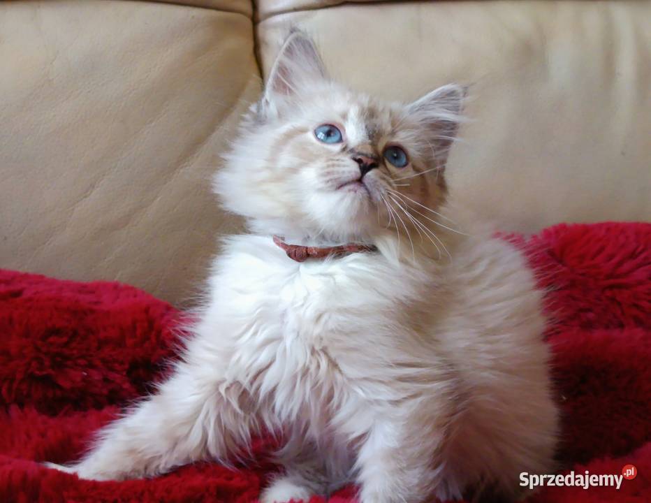 Koty Syberyjskie Neva Masquerade MALIBU