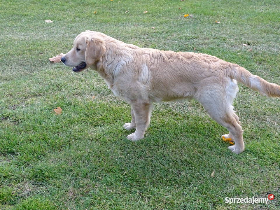 Golden retriever 6 miesięczne Przysucha
