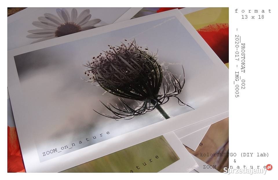 ZDJĘCIA przyrodnicze czI lubuskie sprzedam