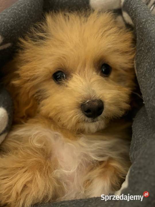 Maltipoo chłopiec f1 Psy Ełk sprzedam