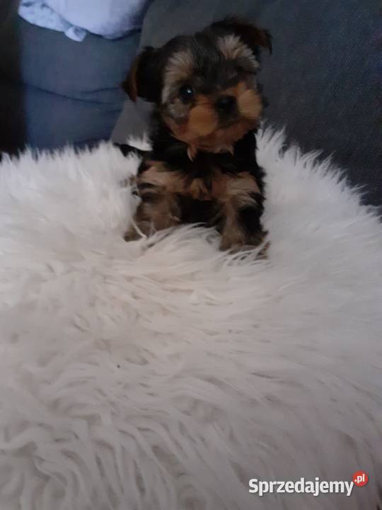 Szczeniaki Pieski Rasy York Yorki