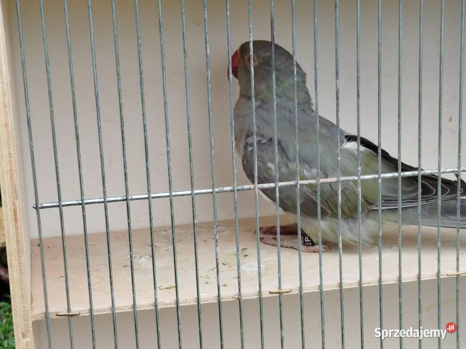 Aleksandretta stalowozielona GO 2025 r Ptaki świętokrzyskie